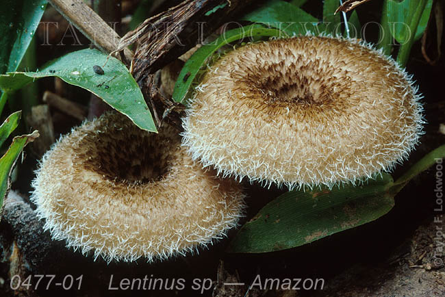 Lentinus sp.