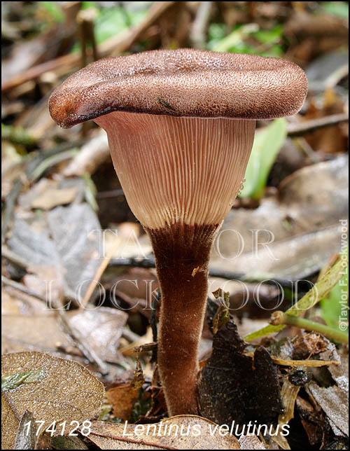 Lentinus velutinus