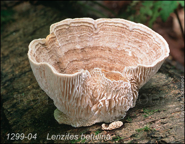 Lenzites betulina