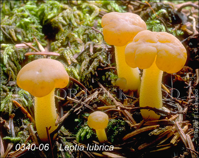 Leotia lubrica