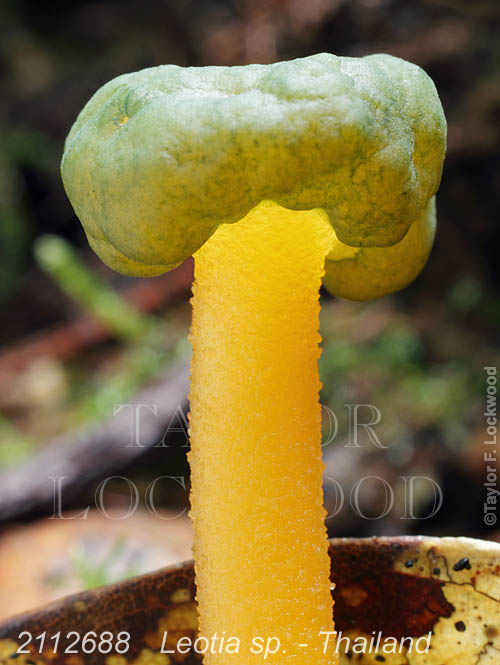 Leotia sp. - Thailand