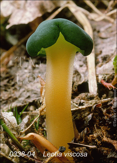 Leotia viscosa