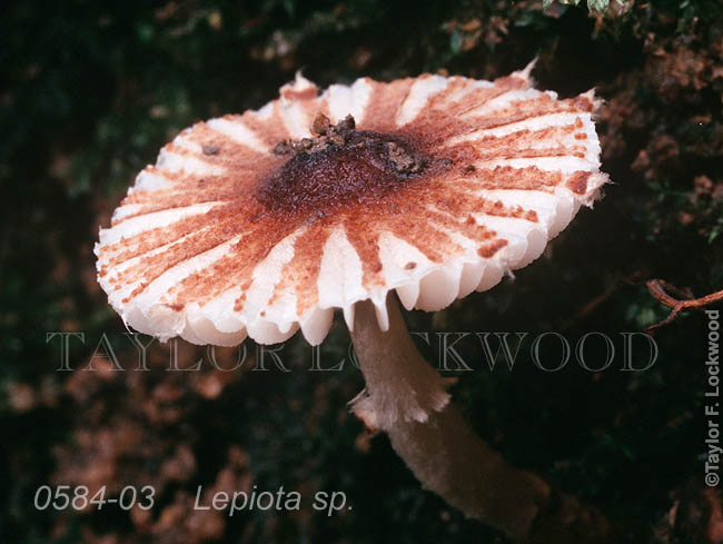 Lepiota sp.