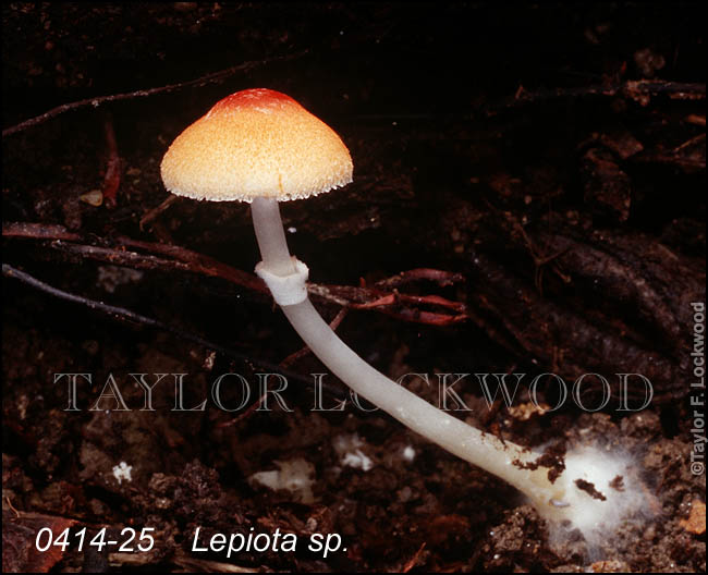 Lepiota sp.