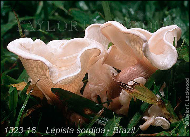 Lepista sordida - Brazil