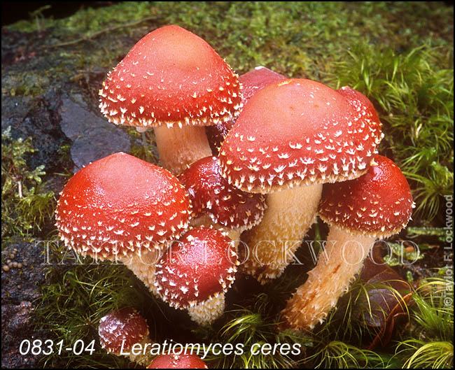 Leratiomyces ceres