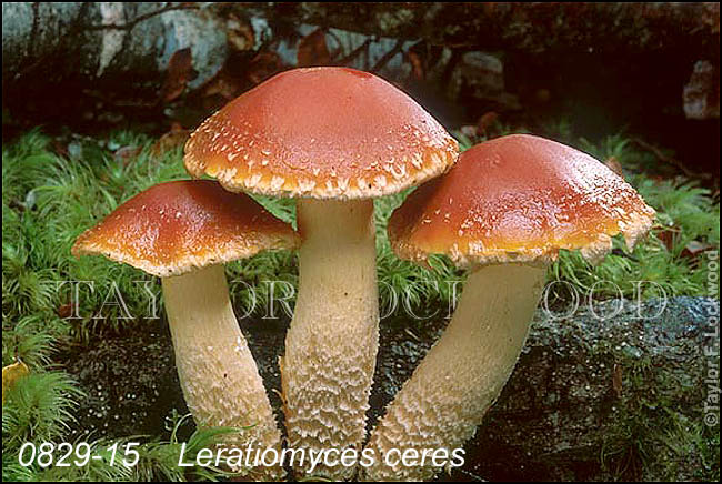 Leratiomyces ceres