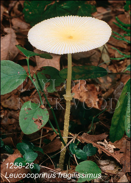 Leucocoprinus fragilissimus