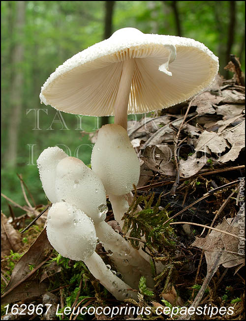 Leucocoprinus cepaestipes