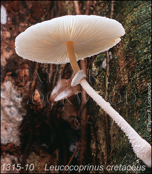 Leucocoprinus cretaceus