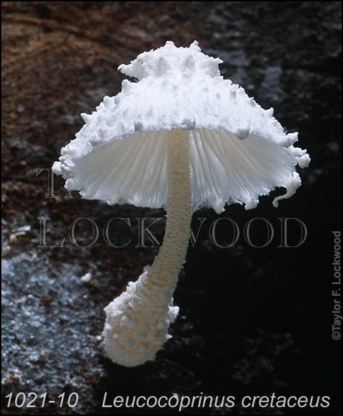 Leucocoprinus cretaceus