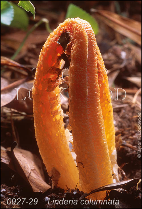 Linderia columnata