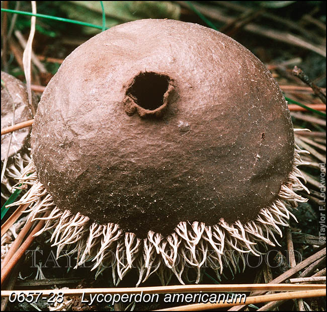 Lycoperdon americanum