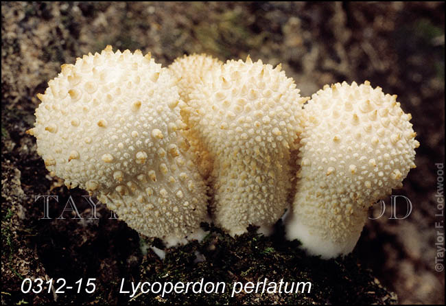 Lycoperdon perlatum