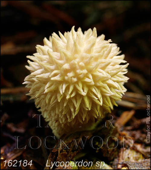 Lycoperdon sp.