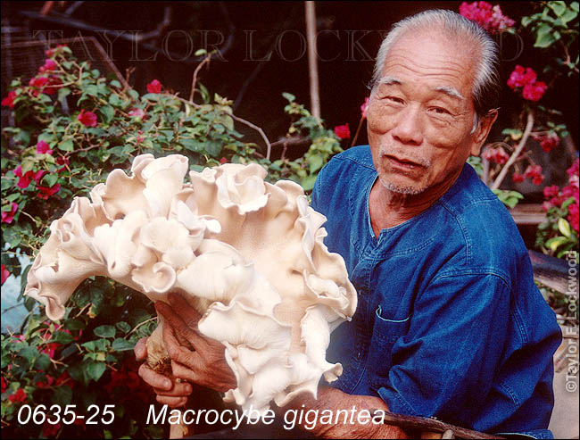 Macrocybe gigantea