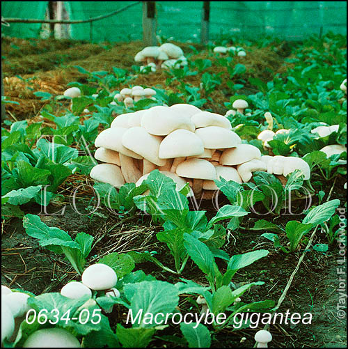 Macrocybe gigantea