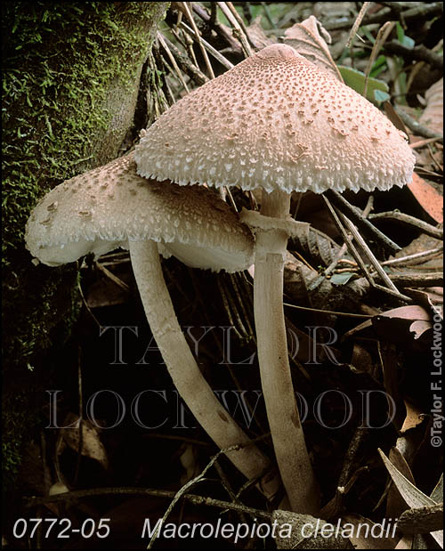 Macrolepiota clelandii