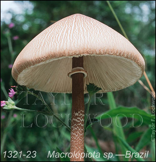 Macrolepiota sp.