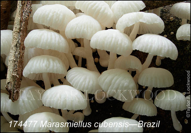 Marasmiellus cubensis - Brazil