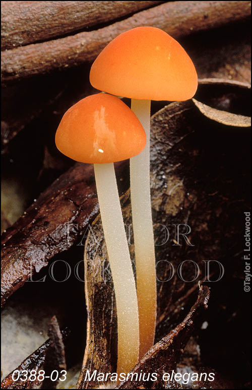 Marasmius elegans