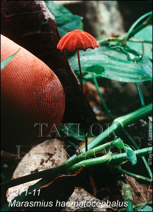 Marasmius haematocephalus