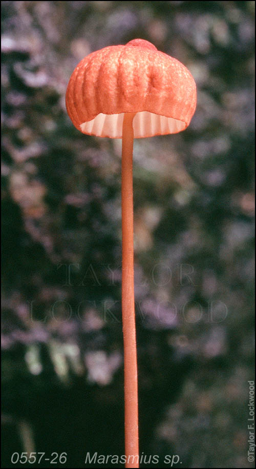 Marasmius sp.