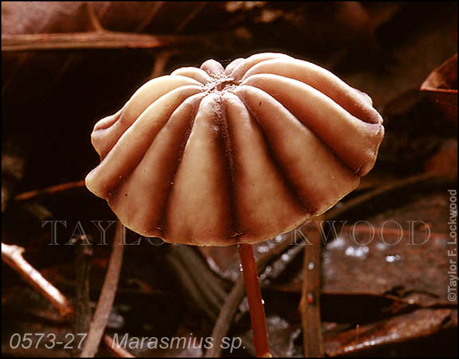 Marasmius sp.