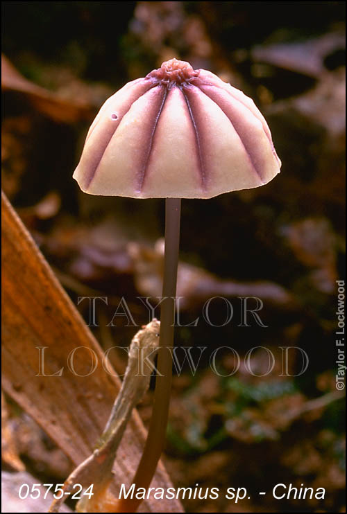 Marasmius sp. - China