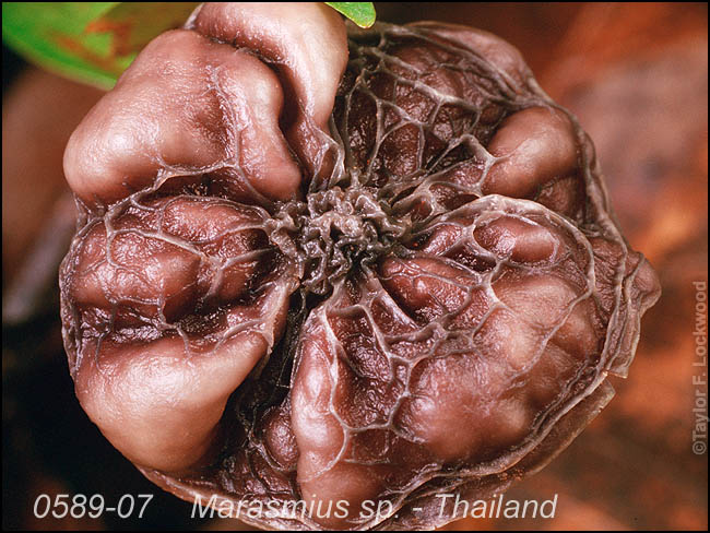 Marasmius sp. - Thailand