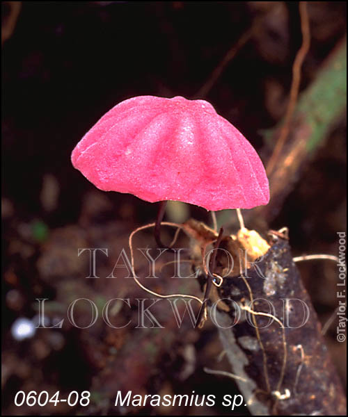 Marasmius sp.