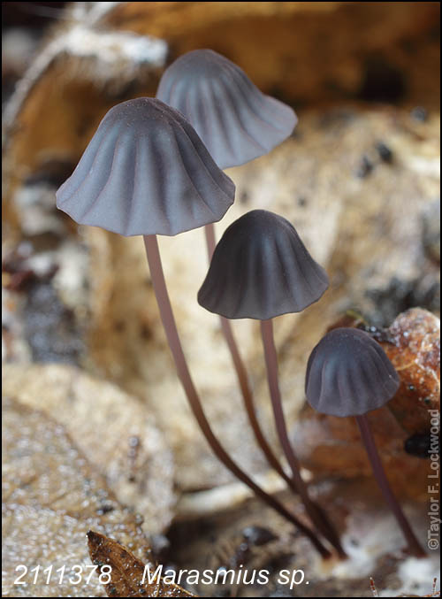 Marasmius sp.