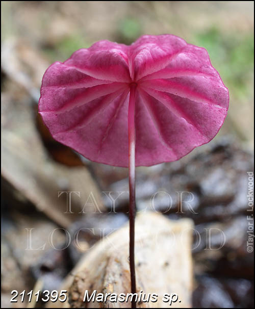 Marasmius sp.