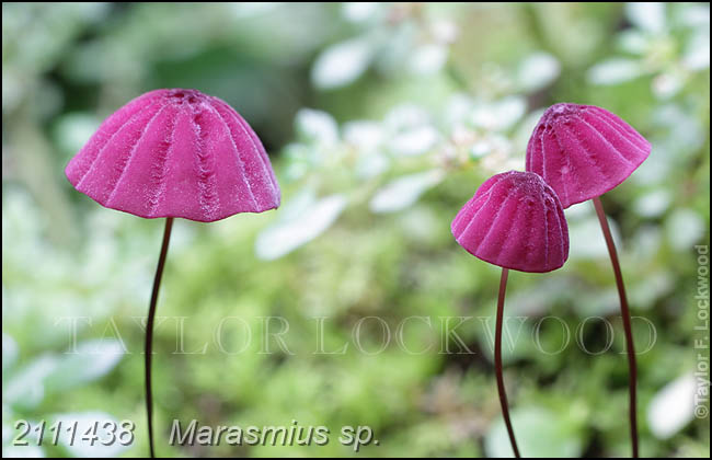 Marasmius sp.