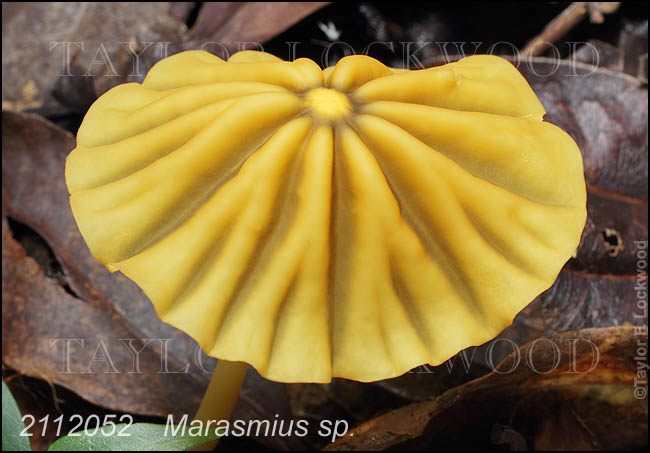 Marasmius sp.