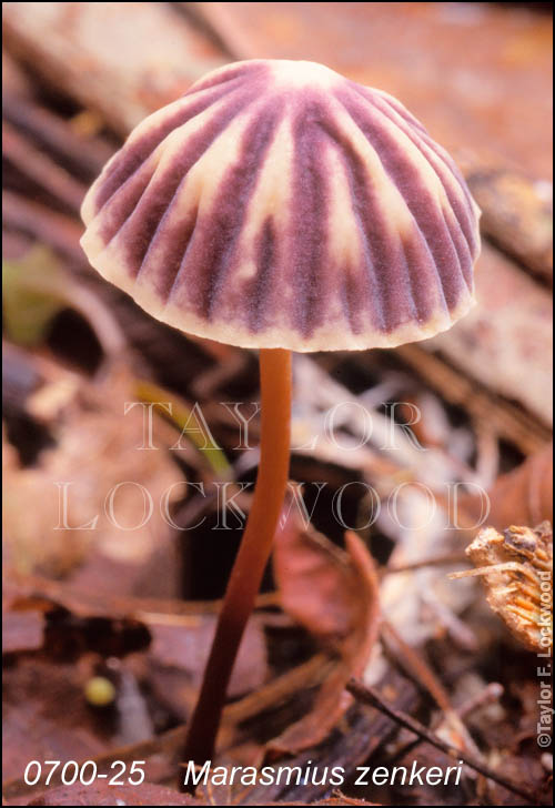 Marasmius zenkeri