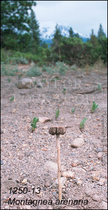 Montagnea arenaria