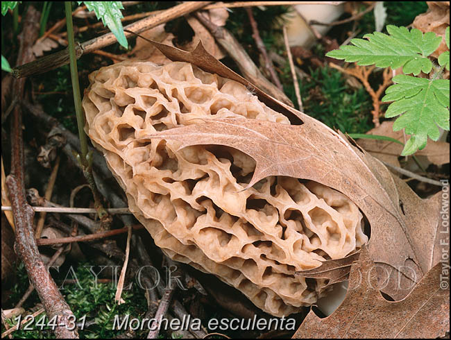 Morchella esculenta