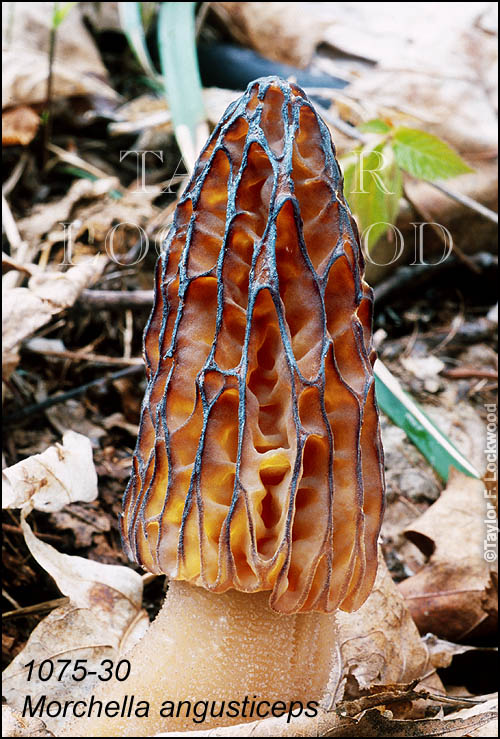 Morchella angusticeps