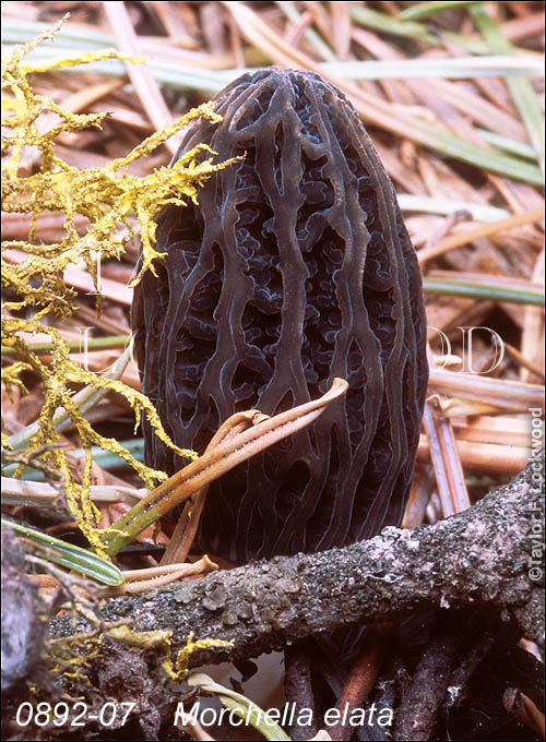 Morchella elata