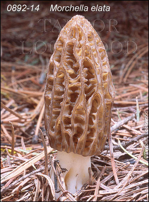 Morchella elata