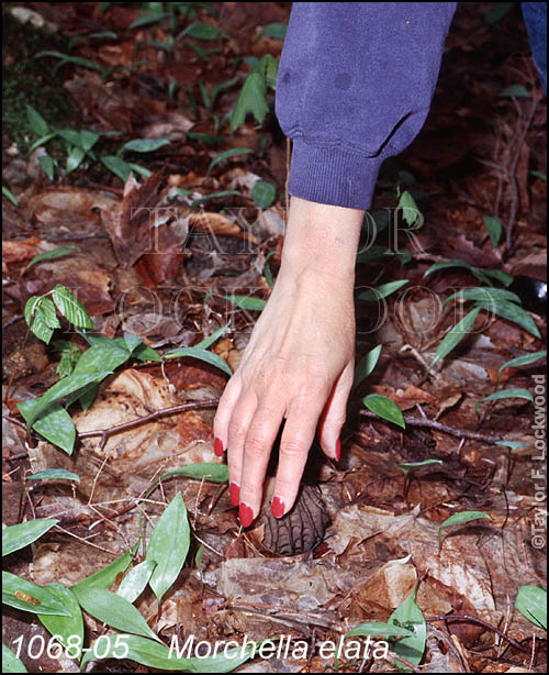 Red Fingernails