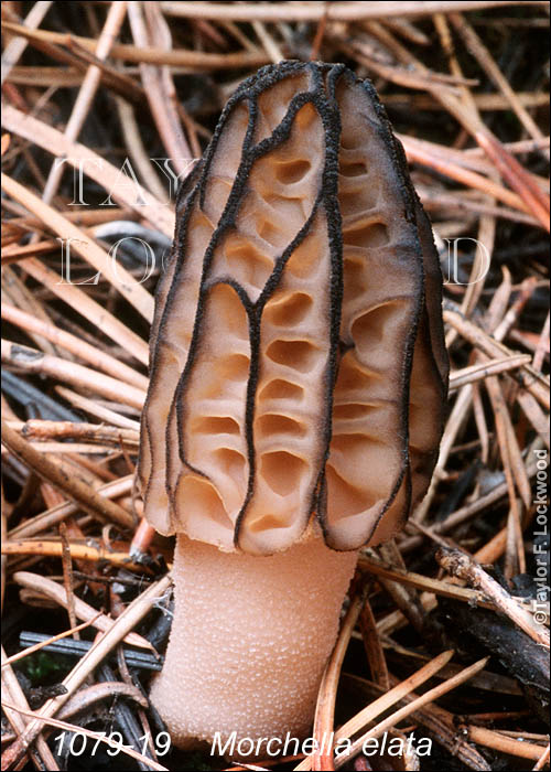 Morchella elata