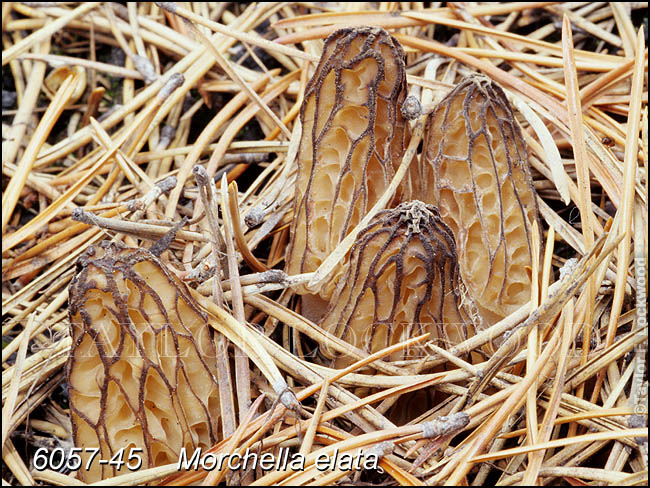 Morchella elata