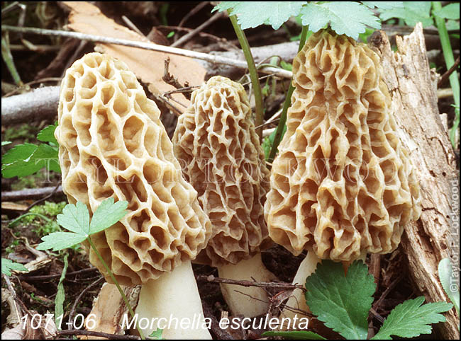 Morchella esculenta