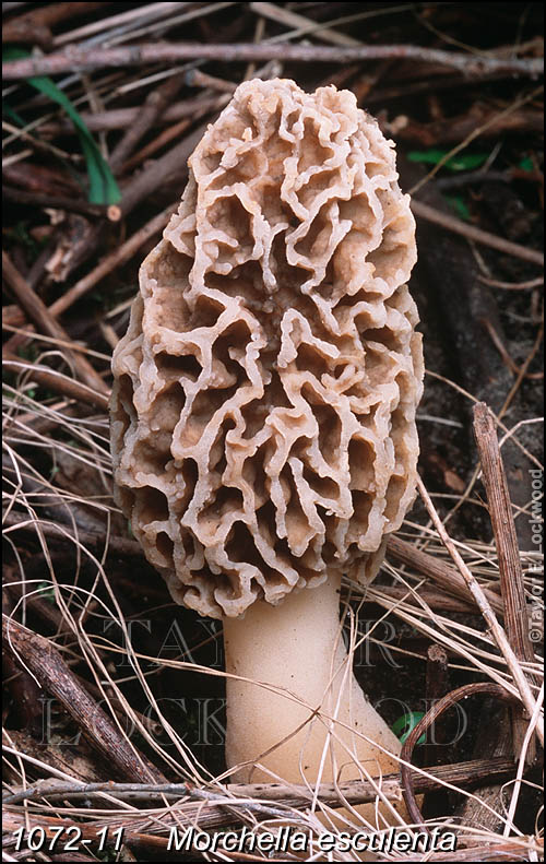 Morchella esculenta