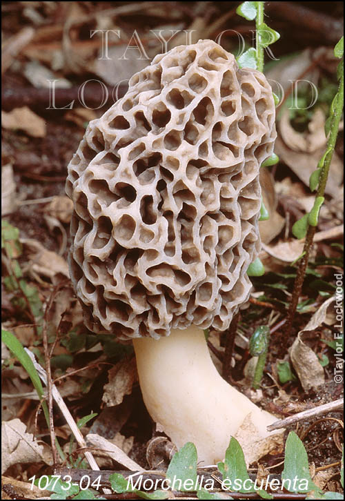 Morchella esculenta