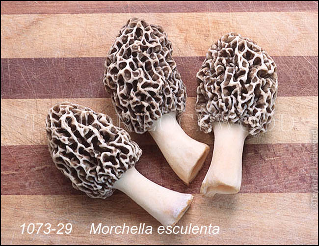 Morchella esculenta