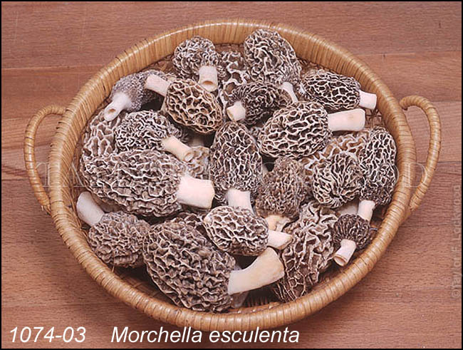 Morchella esculenta