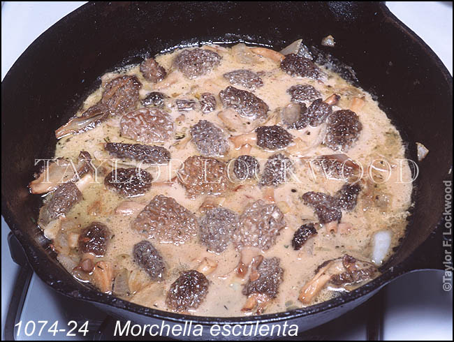 Morchella esculenta